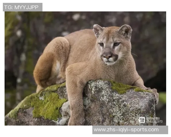 美洲狮与美洲虎的实力对决谁才是美洲的顶级掠食者